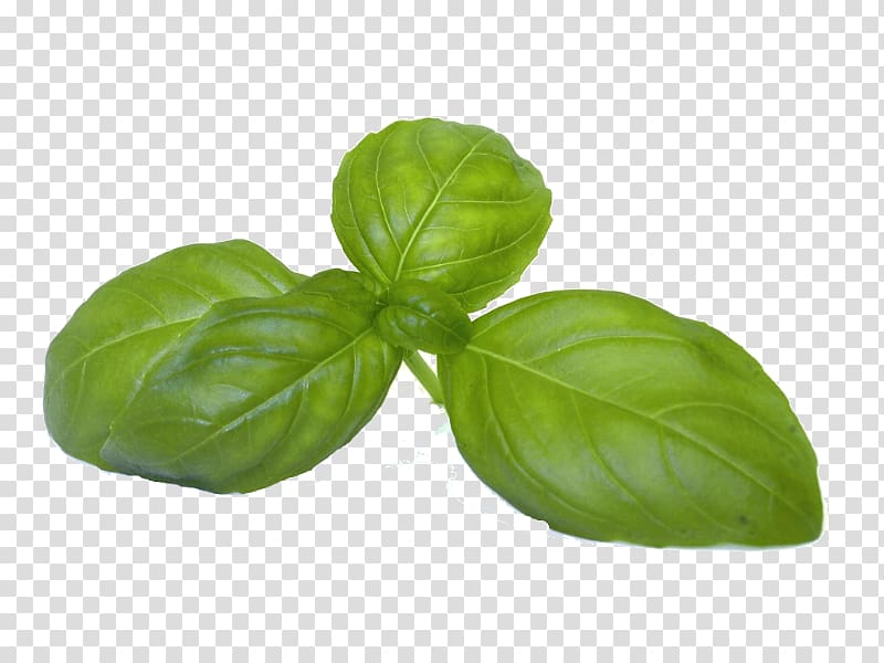 Basil Coriander Fines herbes Vegetable, basil transparent background PNG clipart
