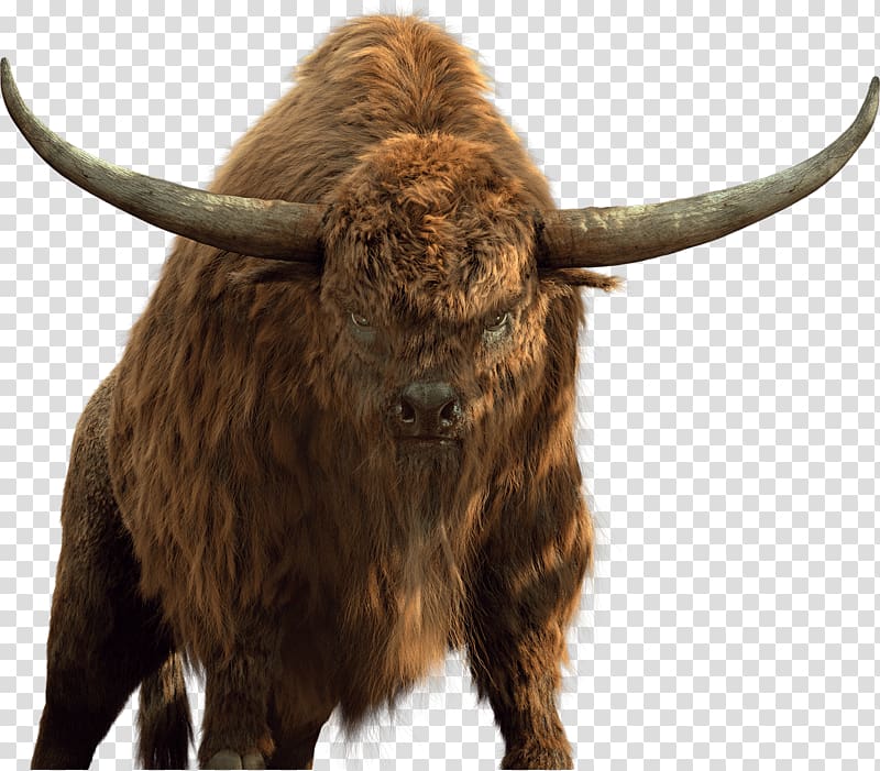 Texas Longhorn Domestic yak Bison English Longhorn Ox, bison transparent background PNG clipart