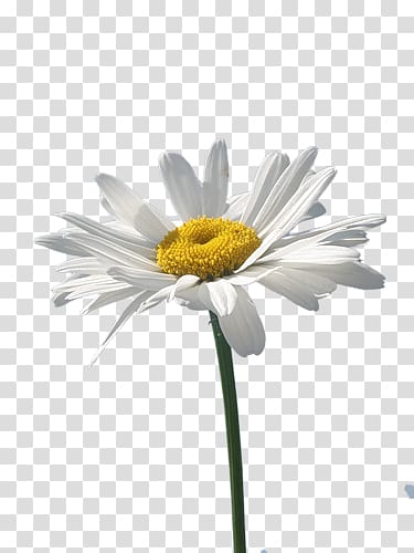 Common daisy Oxeye daisy Chamomile Flower, chamomile transparent background PNG clipart