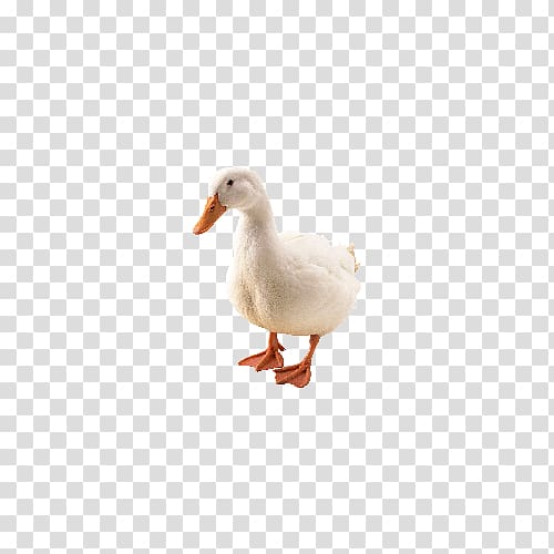 Duck with not bulletproof American Pekin Goose Bird, White Duck Figure transparent background PNG clipart