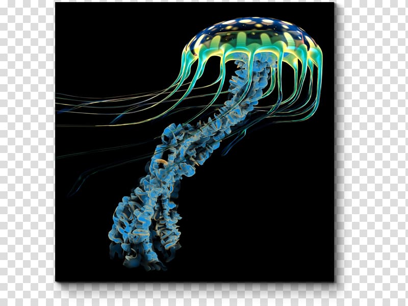 Jellyfish General Zoology: Investigating the Animal World Siphonophorae, jellyfish transparent background PNG clipart