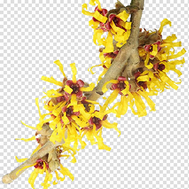 Hamamelis virginiana Witch hazel Thayers Astringent, Witch Hazel,Single branch,Light yellow,Huang shall transparent background PNG clipart