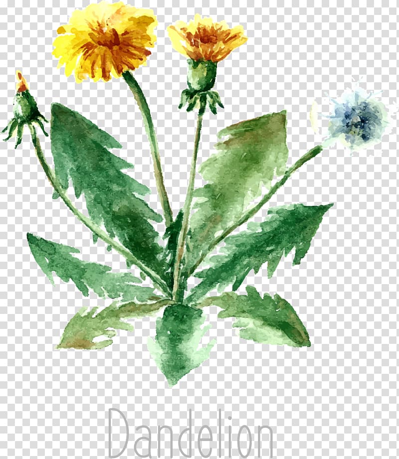 Herb Drawing Medicinal plants Illustration, dandelion transparent background PNG clipart