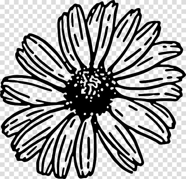 Daisy family Drawing Barberton daisy , Taraxacum transparent background PNG clipart
