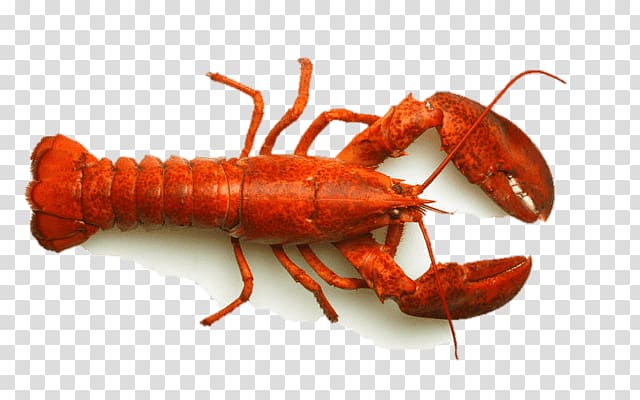 American lobster European lobster Caridea Palinurus, lobster transparent background PNG clipart