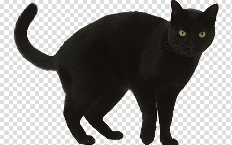 Black cat Bombay cat Burmese cat Korat European shorthair, kitten transparent background PNG clipart
