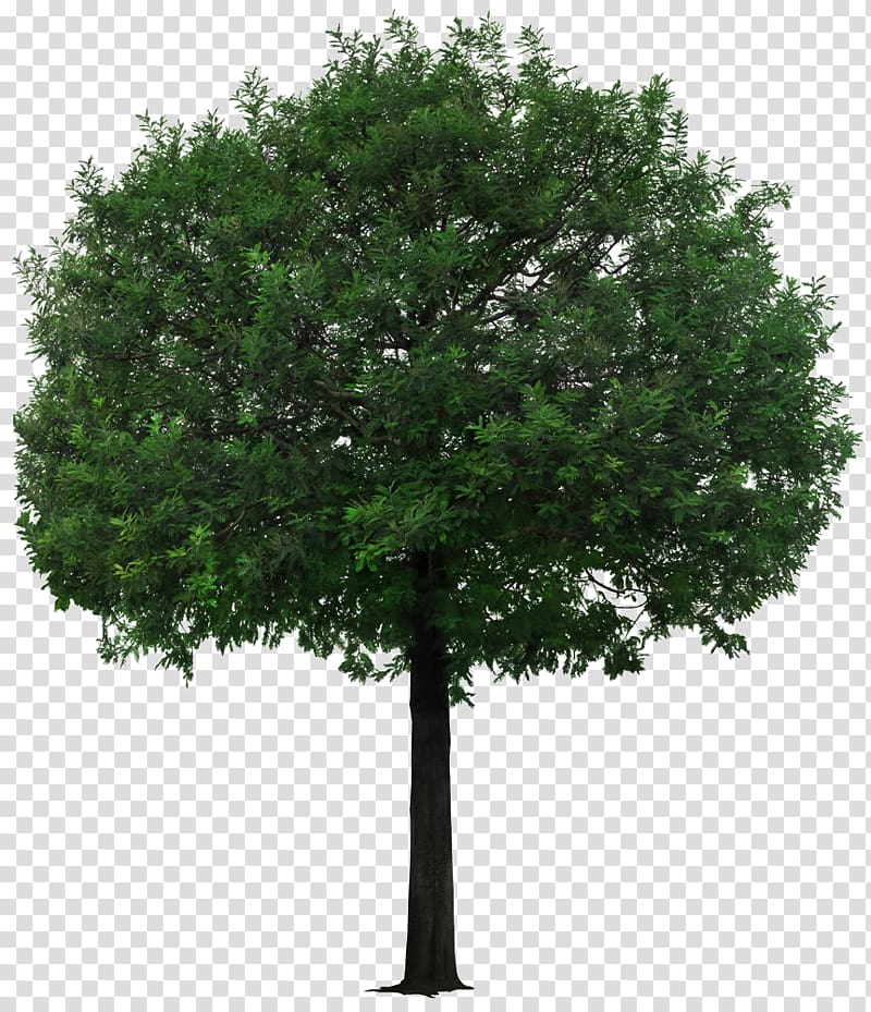 green leafed tree, Tree, A little tan tree material transparent background PNG clipart