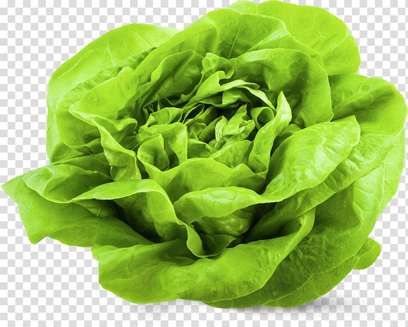 Vegetable Salad Butterhead lettuce Doner kebab Variety, romaine transparent background PNG clipart