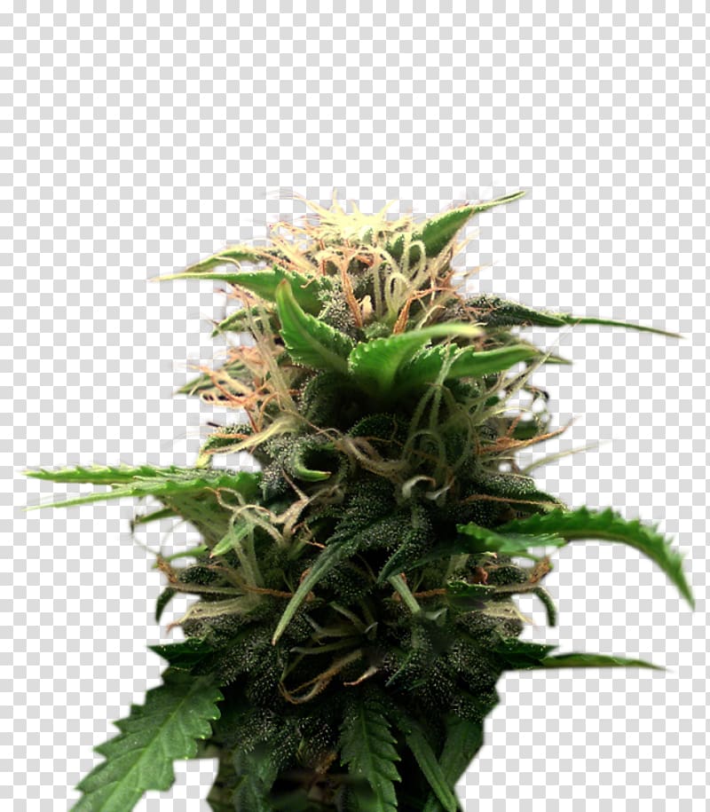 Feminized cannabis Plant Seed Cultivar, skunk transparent background PNG clipart