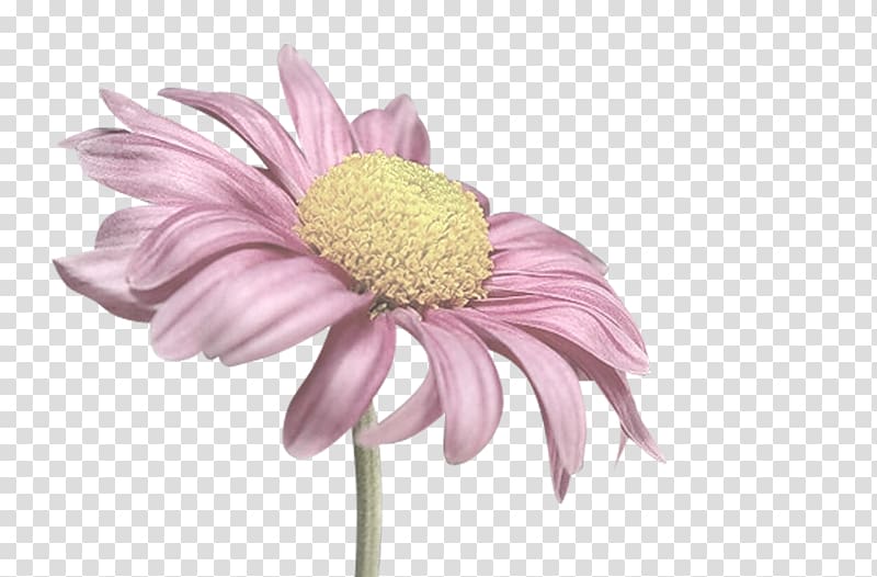 Cut flowers Painting Chrysanthemum Transvaal daisy, log texture transparent background PNG clipart