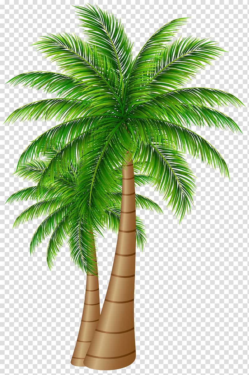 two coconut trees , Palm trees Coconut , Palm Trees Large transparent background PNG clipart