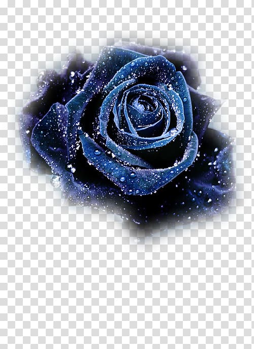 Blue rose Flower Still Life: Pink Roses Black rose, rose transparent background PNG clipart