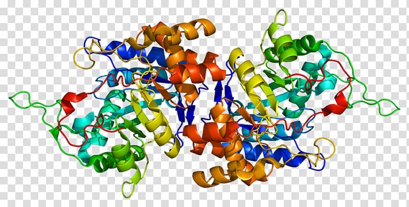 AKR1C1 Aldo-keto reductase Enzyme HUGO Gene Nomenclature Committee, others transparent background PNG clipart
