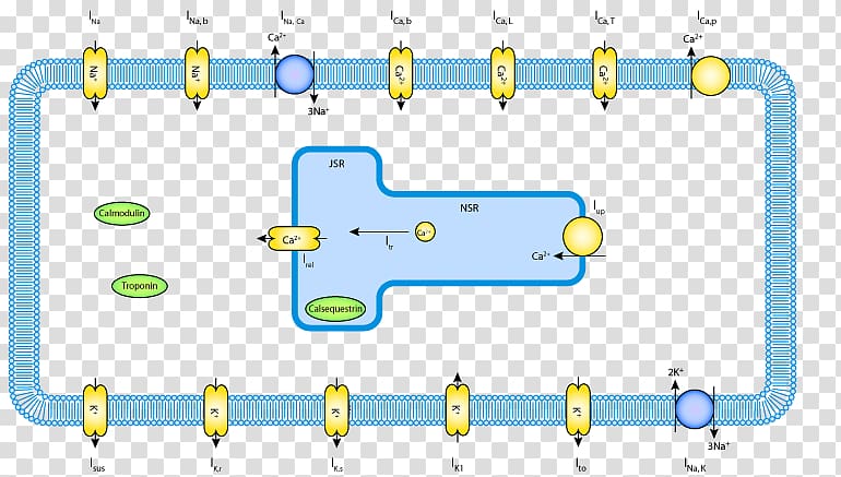 Signal transduction Cell Metabolism, crista terminalis transparent background PNG clipart