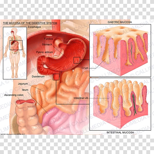 Mucous membrane Anatomy Digestion Gastroenterology Gastroesophageal reflux disease, others transparent background PNG clipart