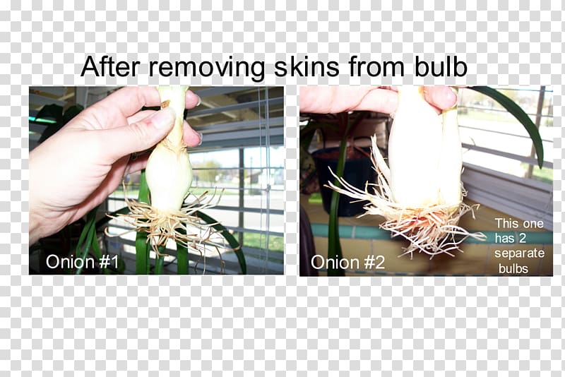 Finger, Bulb Onion transparent background PNG clipart