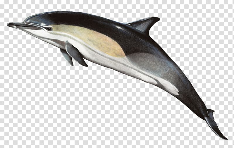 Short-beaked common dolphin Common bottlenose dolphin Striped dolphin Rough-toothed dolphin, lg transparent background PNG clipart
