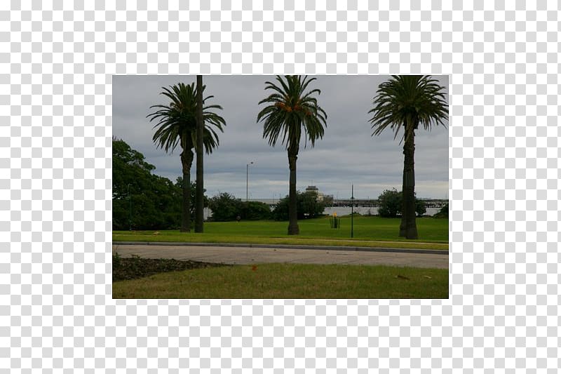 Real property Land lot Date palm Ecosystem, date palm transparent background PNG clipart