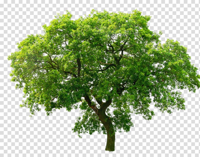Tree Oak , animated mangrove forest transparent background PNG clipart