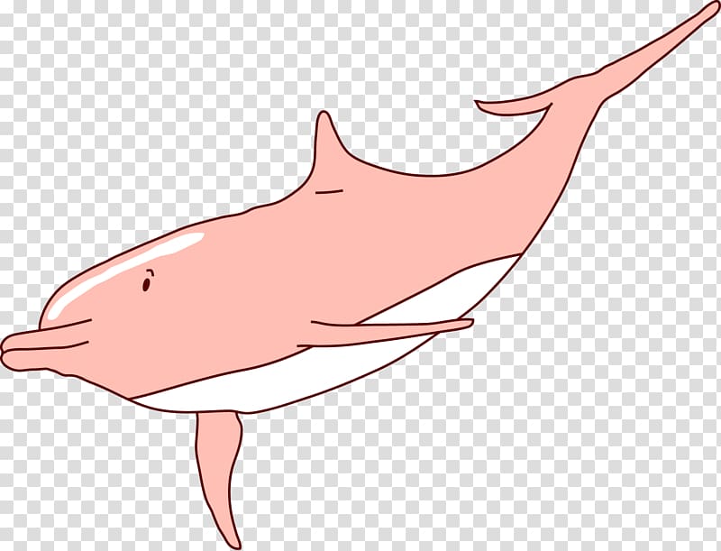 Tucuxi Dolphin , Dolphins transparent background PNG clipart