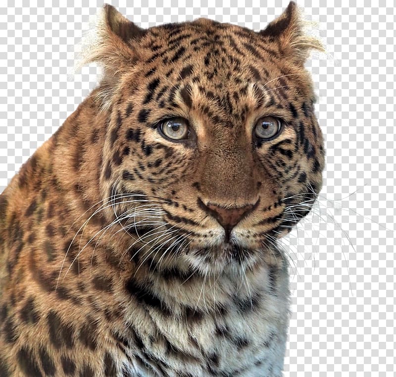 Larkspur Elementary School Jaguar Panther Leopard, jaguar transparent background PNG clipart