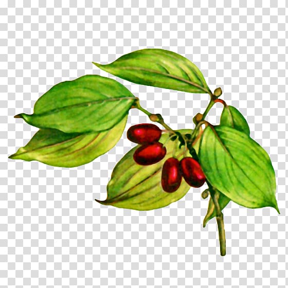 Fruit Cornelian cherry Common dogwood Flowering dogwood White dogwood, jujube transparent background PNG clipart