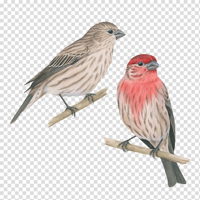 House finch Bird House Sparrow, pink bird transparent background PNG clipart