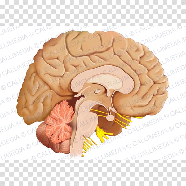 Human brain Sagittal plane Anatomy Nervous system, Brain transparent background PNG clipart