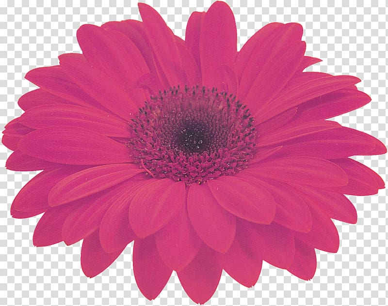 Transvaal daisy Cut flowers Yellow Magenta, gerbera transparent background PNG clipart