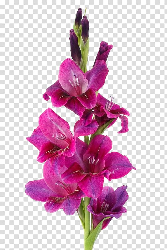 Botany Flower Gladiolus murielae, flower transparent background PNG clipart