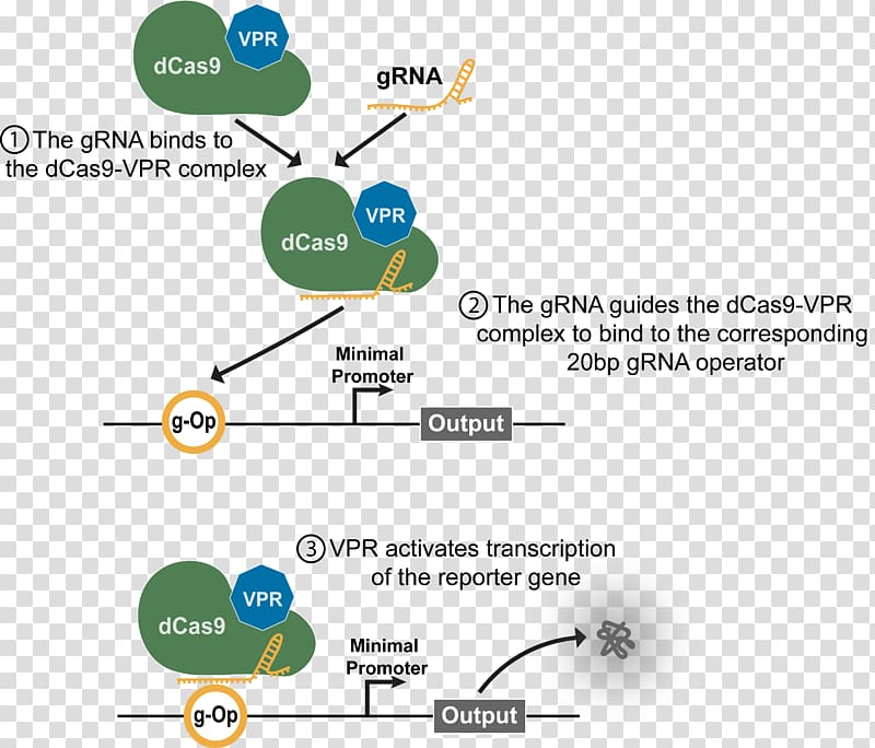 dCas9 activation system Guide RNA International Genetically Engineered Machine Transcription, we are moving transparent background PNG clipart