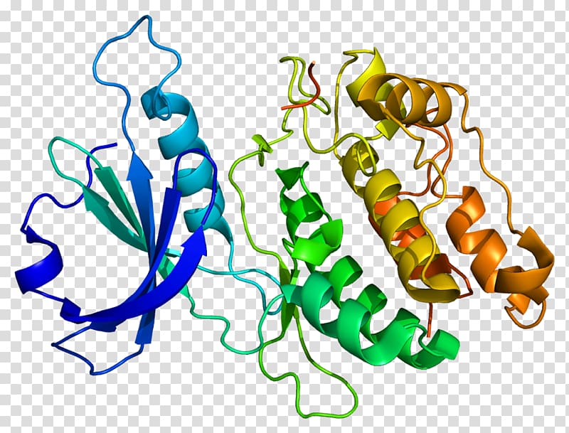 DAPK1 Protein Data Bank Programmed cell death Protein kinase, others transparent background PNG clipart