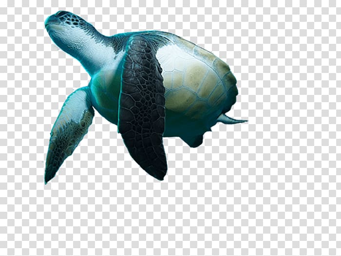 Turtle Reptile Underwater diving Snorkeling, moana transparent background PNG clipart