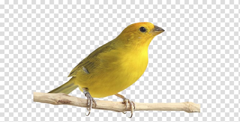 Atlantic canary Saffron finch Bird Pet Passerine, Bird transparent background PNG clipart