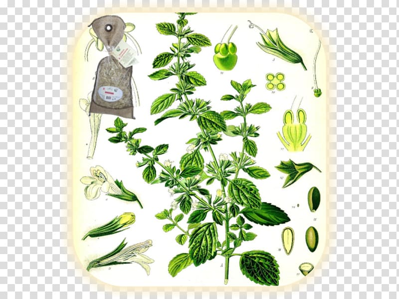 Lemon balm Officinalis Köhler\'s Medicinal Plants Lamiaceae Monarda didyma, plant transparent background PNG clipart