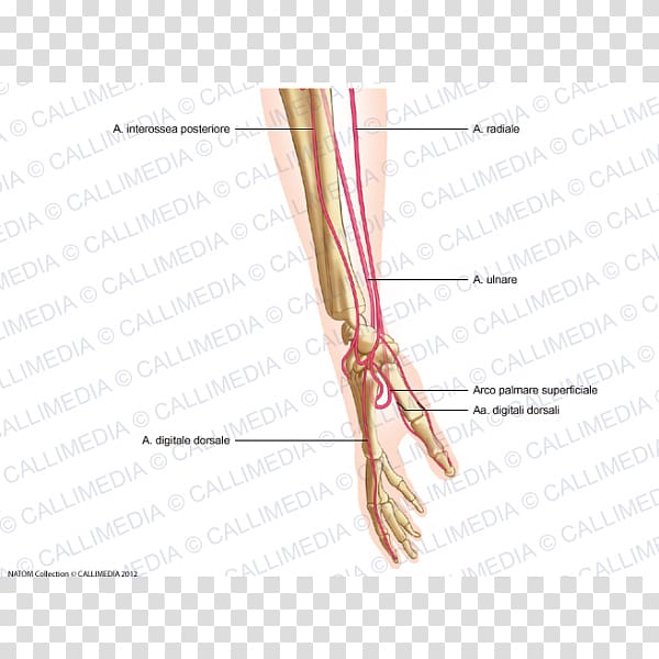 Thumb Lateral cutaneous nerve of forearm Artery Hand, hand transparent background PNG clipart