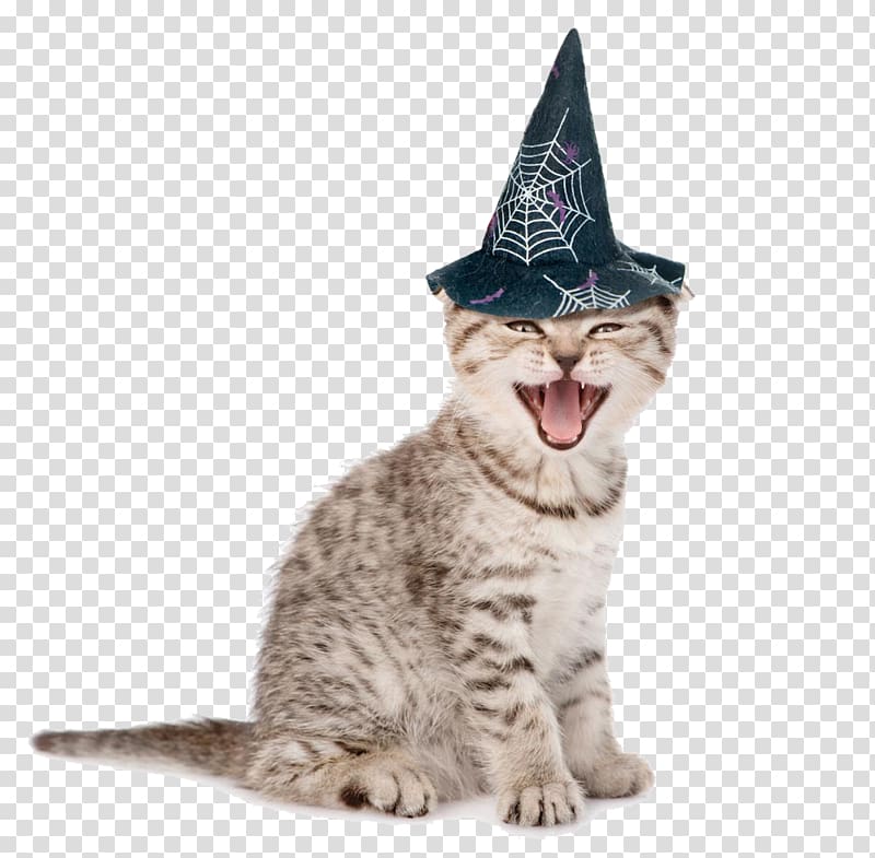 Happy laughing cat transparent background PNG clipart