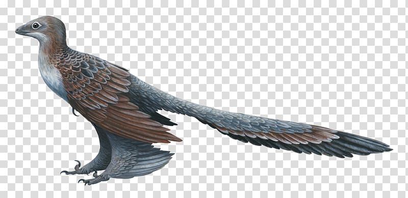 Changyuraptor Microraptor Deinonychus Feathered dinosaur, turkey bird transparent background PNG clipart