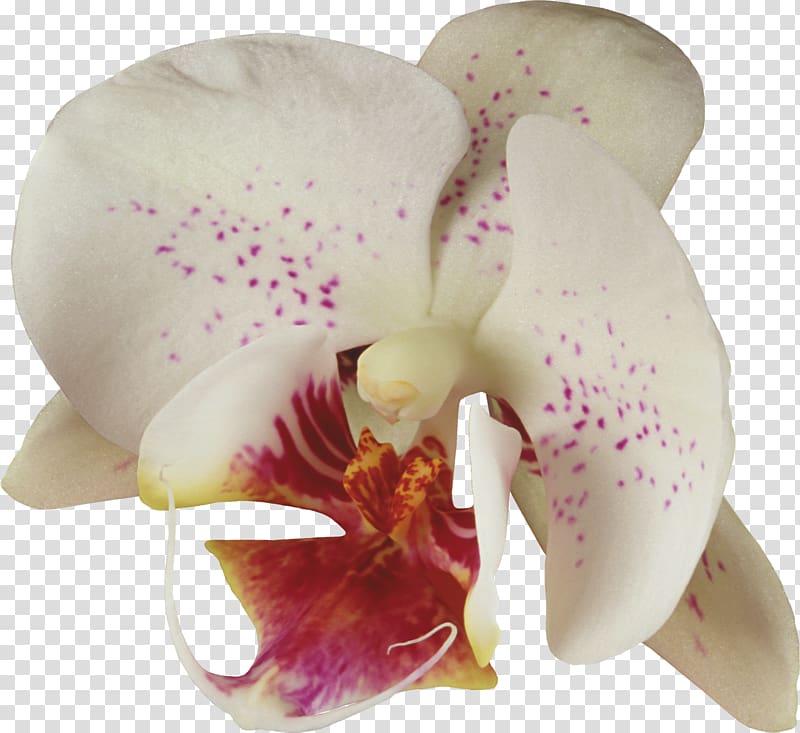 Moth orchids Cattleya orchids Flower Paphiopedilum , beautiful orchid frame transparent background PNG clipart