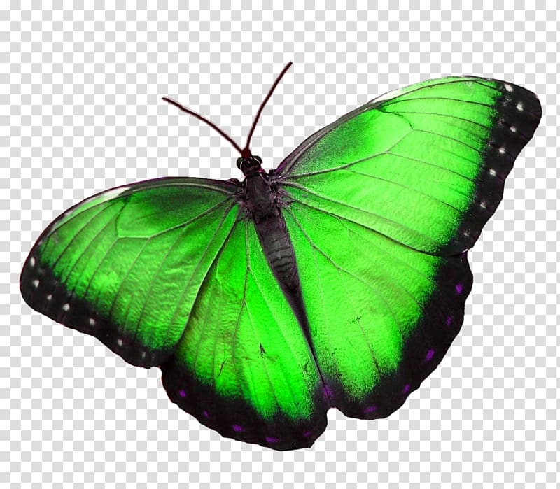 Butterfly Morpho peleides Morpho menelaus Blue Greta oto, butterfly transparent background PNG clipart