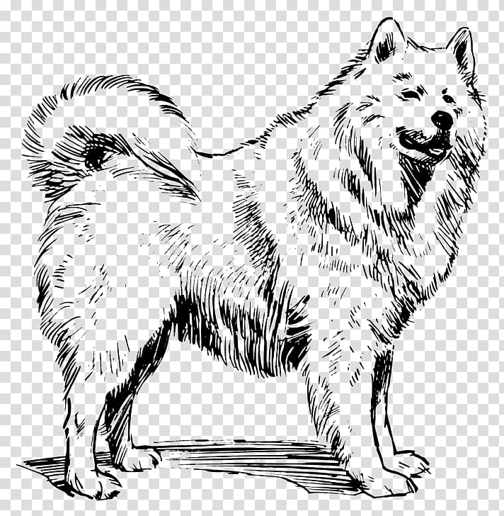 Samoyed dog Siberian Husky Greenland Dog Puppy Canadian Eskimo dog, puppy transparent background PNG clipart