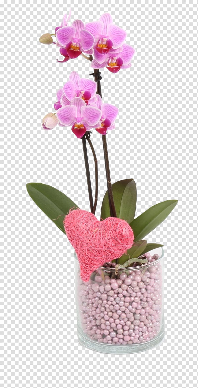 Moth orchids Cattleya orchids Floral design Cut flowers, flower transparent background PNG clipart