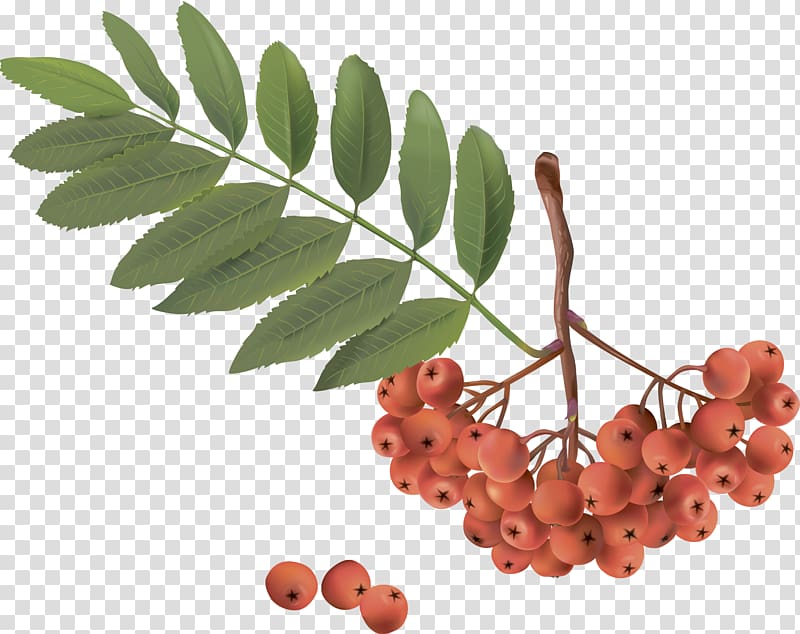 Sorbus aucuparia , cherry tree branches transparent background PNG clipart