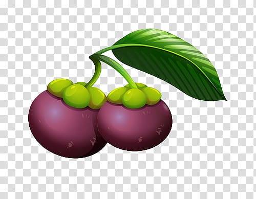 cartoon version of the mangosteen tree transparent background PNG clipart