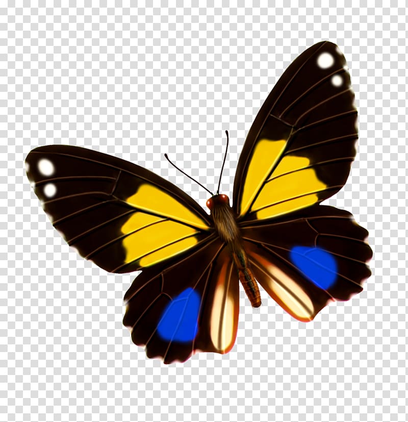 Monarch butterfly Yellow Blue, butterfly transparent background PNG clipart