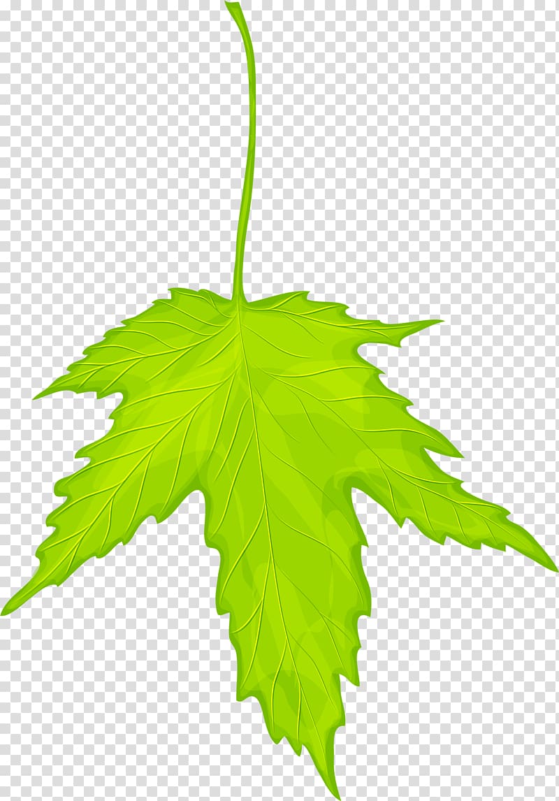 Maple leaf Green, Green dream leaves transparent background PNG clipart