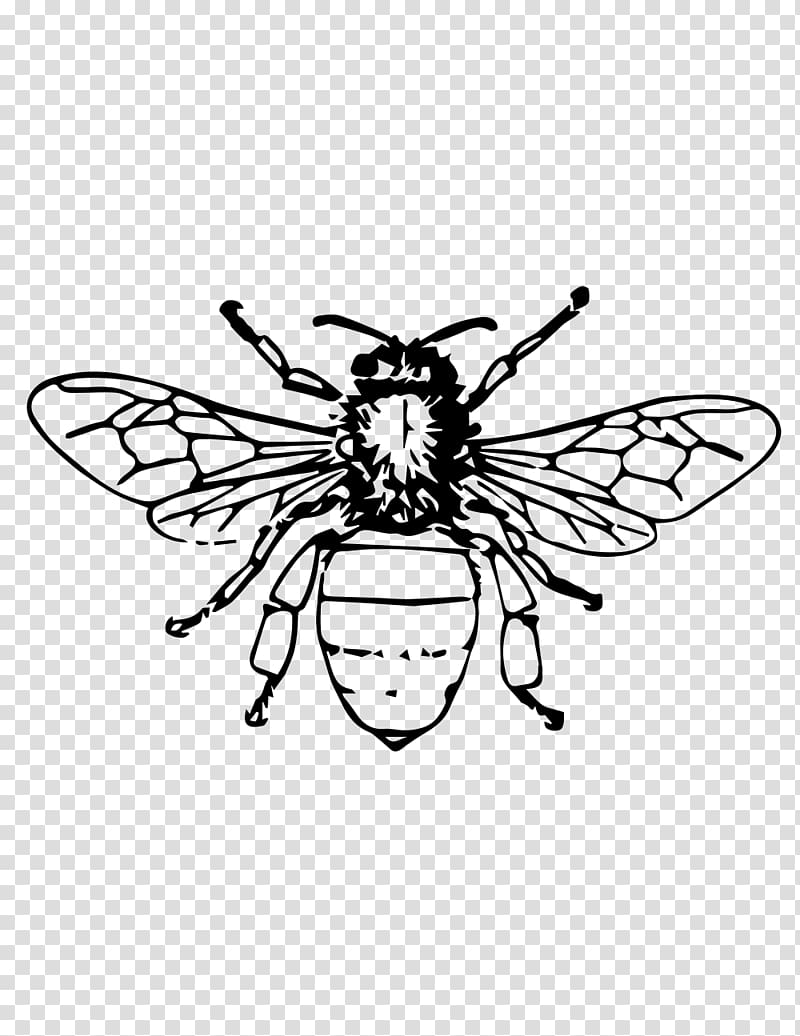 Honey bee Beehive Queen bee Beekeeping, bee transparent background PNG clipart