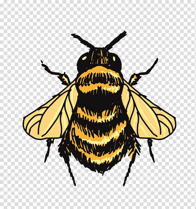 honeybee illustrationm, Bumblebee Drawing Sketch, Bee tops transparent background PNG clipart