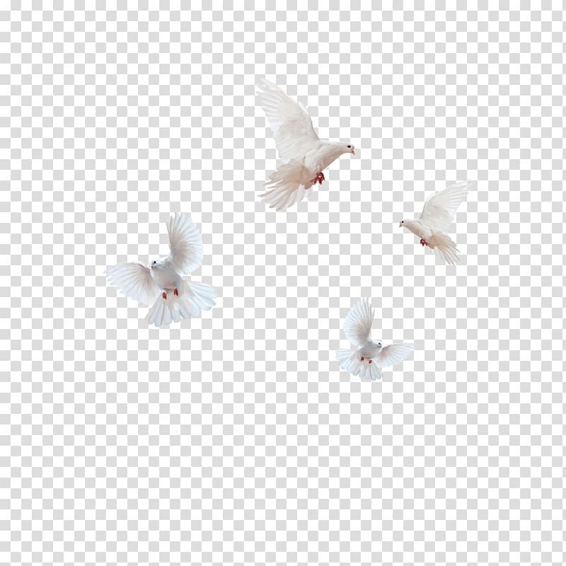 the flying dove of peace transparent background PNG clipart