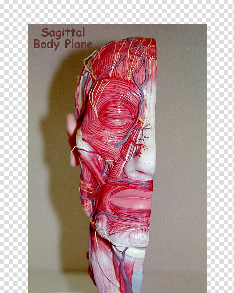 Shoulder Sagittal plane Coronal plane Anatomy Human body, skull transparent background PNG clipart